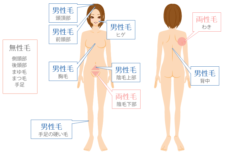 毛周期と脱毛