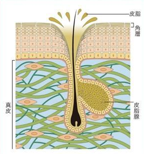 毛穴の開き