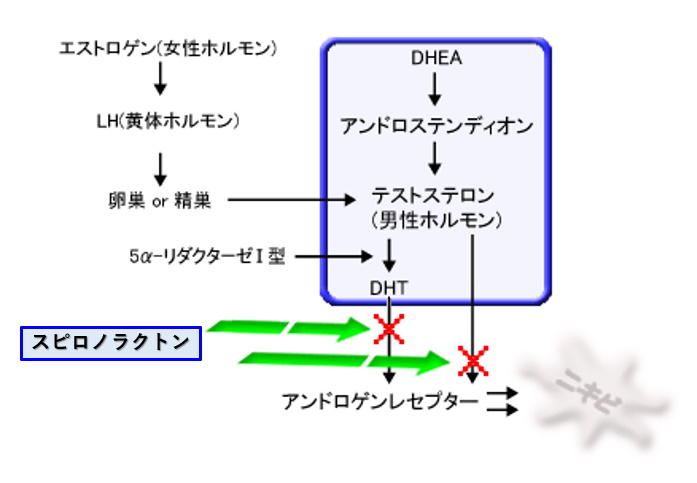 スピロノラクトン