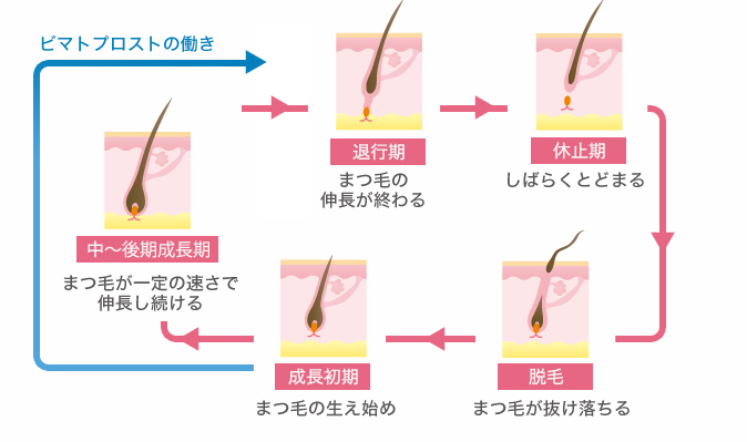 まつ毛貧毛症治療薬